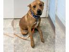 Beagle-Chesapeake Bay Retriever Mix DOG FOR ADOPTION RGADN-1236031 - Rowen: at