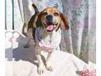 Beagle DOG FOR ADOPTION RGADN-1236032 - Oliver - Beagle / Pug Dog For Adoption