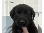 Shepradors DOG FOR ADOPTION RGADN-1236039 - Qadir - Labrador Retriever / German