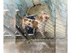 American Pit Bull Terrier-Bull Terrier Mix DOG FOR ADOPTION RGADN-1236054 -