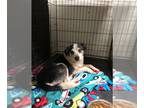 Rat Terrier Mix DOG FOR ADOPTION RGADN-1236057 - Gentry - Rat Terrier / Mixed