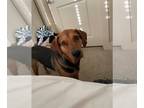 Coonhound DOG FOR ADOPTION RGADN-1236065 - Maverick - Coonhound (short coat) Dog