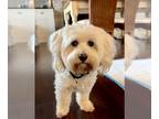 Maltipoo DOG FOR ADOPTION RGADN-1236072 - Kingsley - NO MORE APPLICATIONS PLS -