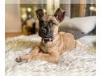 Boxer Mix DOG FOR ADOPTION RGADN-1236074 - **SMALLS** Adoption Event-Sun