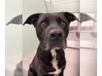 Labrador Retriever Mix DOG FOR ADOPTION RGADN-1236087 - TOBY - Labrador