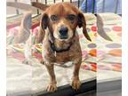 Beagle DOG FOR ADOPTION RGADN-1236092 - Tatum - Too cute!