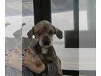 Poocan DOG FOR ADOPTION RGADN-1236097 - ZIVA - Cairn Terrier / Poodle