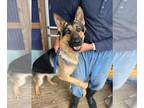 German Shepherd Dog DOG FOR ADOPTION RGADN-1236103 - Krampus - German Shepherd