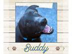 Labrador Retriever DOG FOR ADOPTION RGADN-1236105 - Buddy - Labrador Retriever
