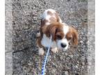 Cavalier King Charles Spaniel DOG FOR ADOPTION RGADN-1236109 - Alisheba -