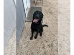 Labrador Retriever DOG FOR ADOPTION RGADN-1236110 - Giselle - Gorgeous Lab!