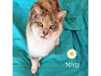 Adopt Misty a Domestic Short Hair