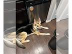 Akita-German Shepherd Dog Mix DOG FOR ADOPTION RGADN-1236113 - Duke - German