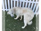 German Shepherd Dog-Great Pyrenees Mix DOG FOR ADOPTION RGADN-1236121 - RORY -