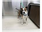 American Pit Bull Terrier Mix DOG FOR ADOPTION RGADN-1236132 - SUMMER - Pit Bull