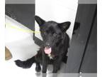 German Shepherd Dog-Huskies Mix DOG FOR ADOPTION RGADN-1236147 - LOKI - German