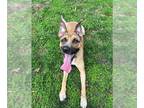German Shepherd Dog Mix DOG FOR ADOPTION RGADN-1236150 - TOASTY - German