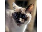 Adopt Iceis a Siamese