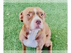 American Staffordshire Terrier DOG FOR ADOPTION RGADN-1236153 - MADDIE -