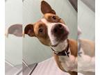 American Pit Bull Terrier-Basenji Mix DOG FOR ADOPTION RGADN-1236158 - BOO -