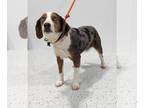 Beagle DOG FOR ADOPTION RGADN-1236161 - Barnabas - Beagle / Australian Shepherd