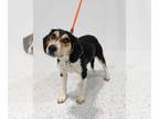 Beagle DOG FOR ADOPTION RGADN-1236162 - Sandman - Beagle / Hound Dog For