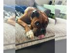 Boxer DOG FOR ADOPTION RGADN-1236166 - Molly *Adoption Pending* - Boxer (short