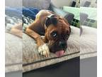 Boxer DOG FOR ADOPTION RGADN-1236166 - Molly *Bonded to Skipper - Boxer (short