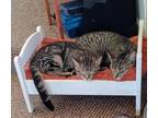 Adopt Pare & Ponder- BONDED PAIR a Domestic Short Hair