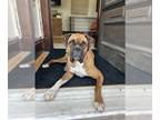 Boxer DOG FOR ADOPTION RGADN-1236174 - Skipper - Boxer (short coat) Dog For