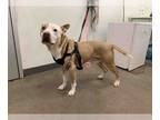 American Pit Bull Terrier Mix DOG FOR ADOPTION RGADN-1236186 - KING - American
