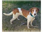 Labrador Retriever-Treeing Walker Coonhound Mix DOG FOR ADOPTION RGADN-1236187 -