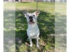 Dalmatian-Labrador Retriever Mix DOG FOR ADOPTION RGADN-1236219 - *JUNE -