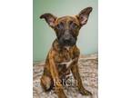 Adopt Jhene a Labrador Retriever, Shepherd