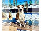 American Pit Bull Terrier Mix DOG FOR ADOPTION RGADN-1236270 - JAKE - Pit Bull
