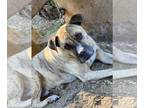American Bandogge mastiff DOG FOR ADOPTION RGADN-1236275 - Rocky - Pit Bull