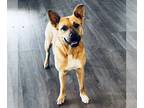 Carolina Dog Mix DOG FOR ADOPTION RGADN-1236294 - Emmaline 2 - Carolina Dog /