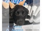 Labrador Retriever Mix DOG FOR ADOPTION RGADN-1236305 - OAKLEY - Labrador