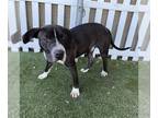 American Pit Bull Terrier DOG FOR ADOPTION RGADN-1236309 - *LUTHER - Pit Bull