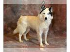 Border Collie-Siberian Husky Mix DOG FOR ADOPTION RGADN-1236322 - SINA -