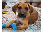 Labrador Retriever Mix DOG FOR ADOPTION RGADN-1236348 - Harry - Labrador