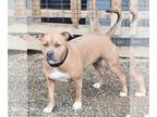 American Pit Bull Terrier Mix DOG FOR ADOPTION RGADN-1236358 - Nawla - Pit Bull