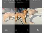Carolina Dog Mix DOG FOR ADOPTION RGADN-1236360 - Little "Buddy" Brown Dog -
