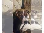 American Staffordshire Terrier-Boxer Mix DOG FOR ADOPTION RGADN-1236364 - Robin
