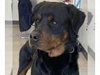 Rottweiler DOG FOR ADOPTION RGADN-1236383 - Pyatt - Rottweiler Dog For Adoption