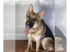 German Shepherd Dog Mix DOG FOR ADOPTION RGADN-1236390 - Beretta - German