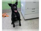 Labrador Retriever Mix DOG FOR ADOPTION RGADN-1236395 - SHADOWFAX - Labrador