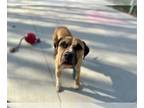 Boxador DOG FOR ADOPTION RGADN-1236399 - CLAY - Boxer / Labrador Retriever /