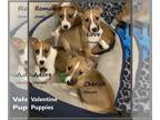 Jack Russell Terrier Mix DOG FOR ADOPTION RGADN-1236403 - JRT Mix Puppies - Jack