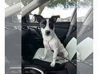 Jack Russell Terrier DOG FOR ADOPTION RGADN-1236405 - Giyu - Jack Russell
